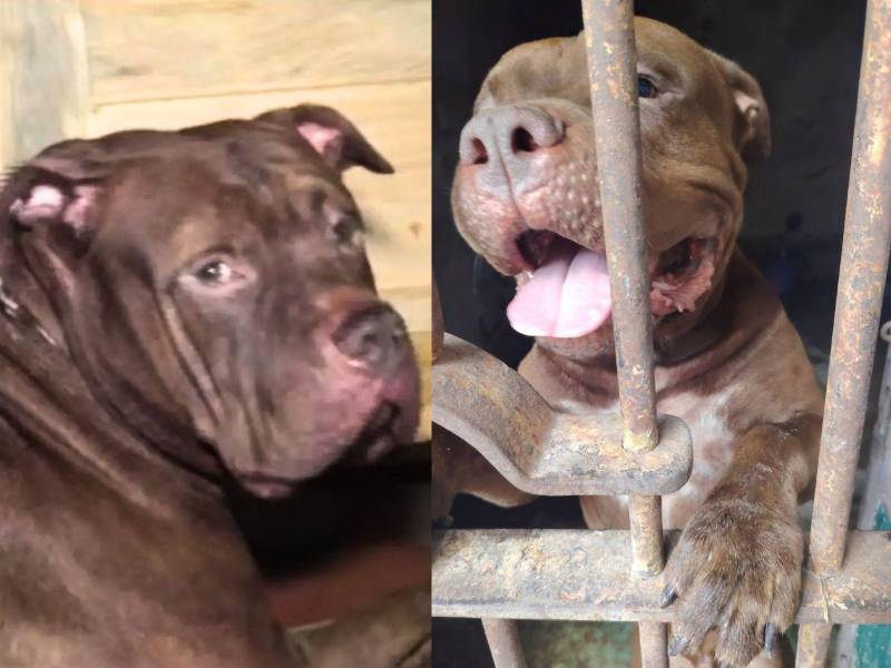 El perro Zeus, quien habría causado heridas mortales al padre de su dueño en la colonia Hato de Enmedio, sigue en resguardo de la Policía Municipal del Distrito Central, en observación. Se espera que sea dado en adopción y no sacrificado, como se informó al principio del mediático caso.