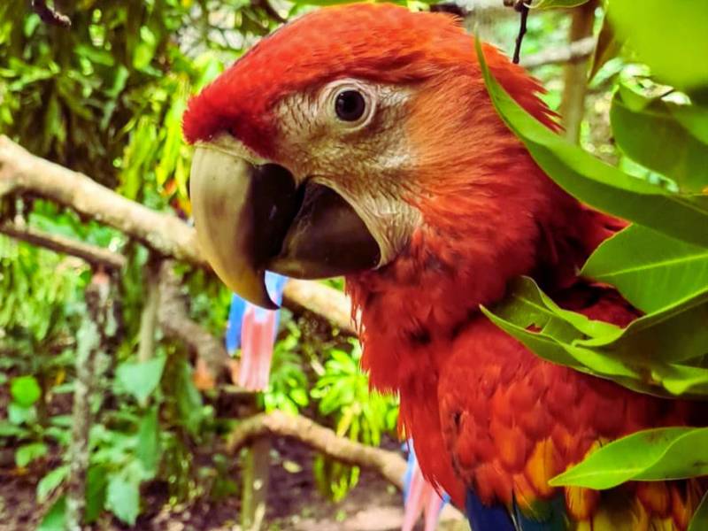 Antes de surcar libremente el cielo de Copán Ruinas, las guacamayas rojas pasan por un largo proceso de reproducción, cuidado, alimentación, entrenamiento y adaptación. Esta es la ruta que siguen hasta regresar al Valle Sagrado de la Guacamaya Roja.