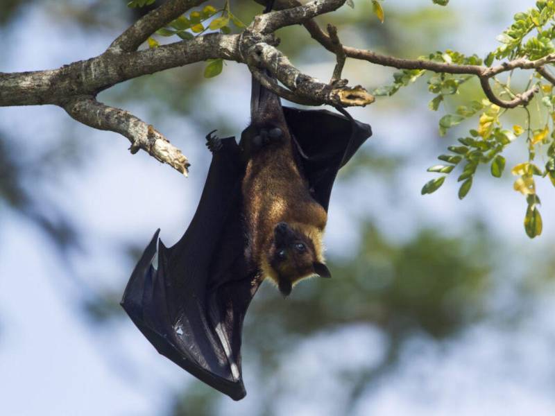 Los murciélagos frugívoros de la familia Pteropodidae son el huésped natural del virus Nipah.