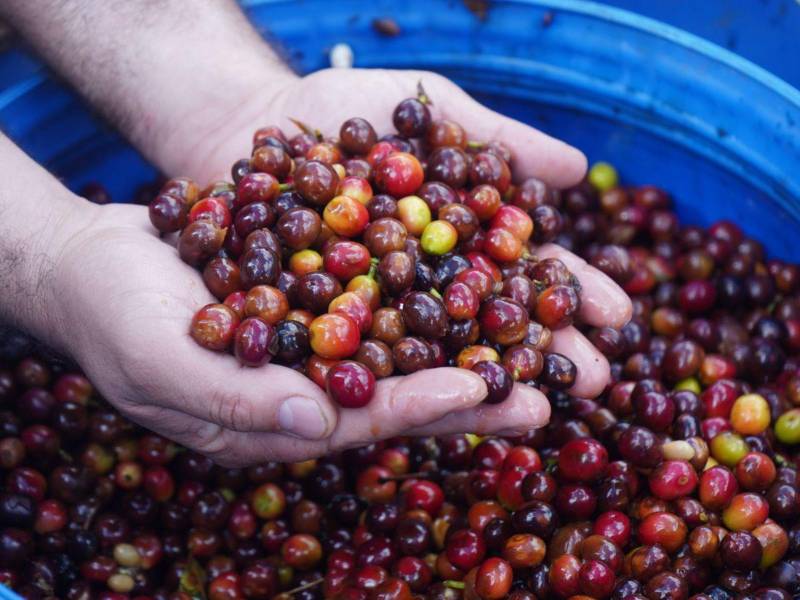La diferenciación a través de cafés de especialidad surge como una alternativa para mejorar ingresos y reducir el impacto de la caída de precios.