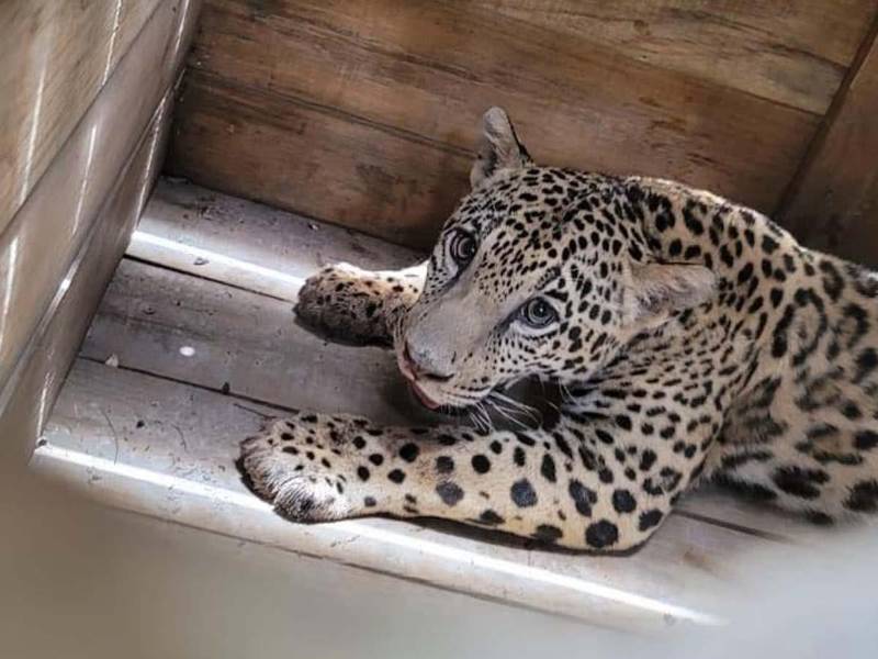 Un jaguar, un mono, varias especies de loros y una pitón fueron decomisados en Olancho tras ser mantenidos como mascotas en una vivienda.