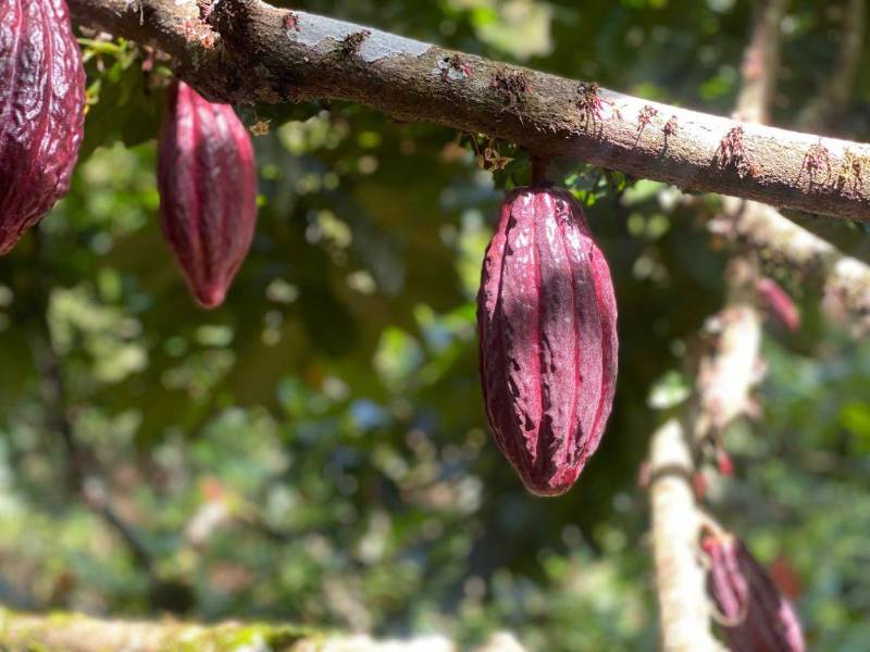 Las plantaciones de cacao de Honduras se encuentran en la costa norte y todo el litoral Atlántico, también en Santa Bárbara, zonas donde en los últimos dos meses no ha llovido.