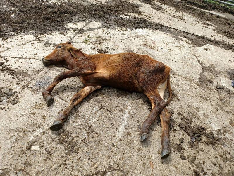 La ganadería fue más afectada por las inundaciones, dejando unas dos mil reses ahogadas en el litoral.