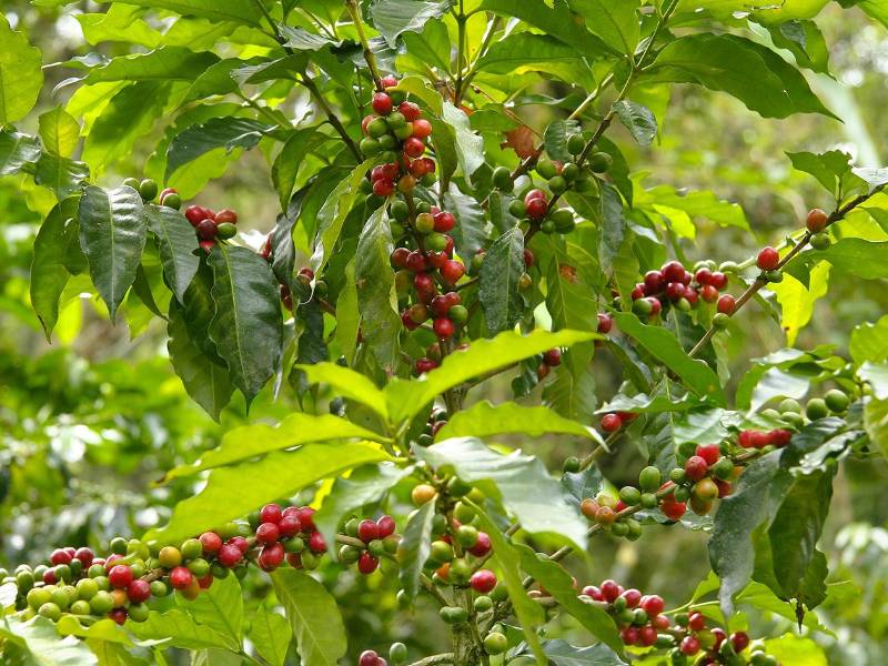 El café se consolida como fuente importante de la economía del país.