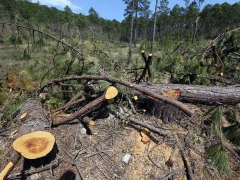 El ICF registra 414 reportes del gorgojo descortezador, que ya afecta casi 300 hectáreas de bosque en el país.