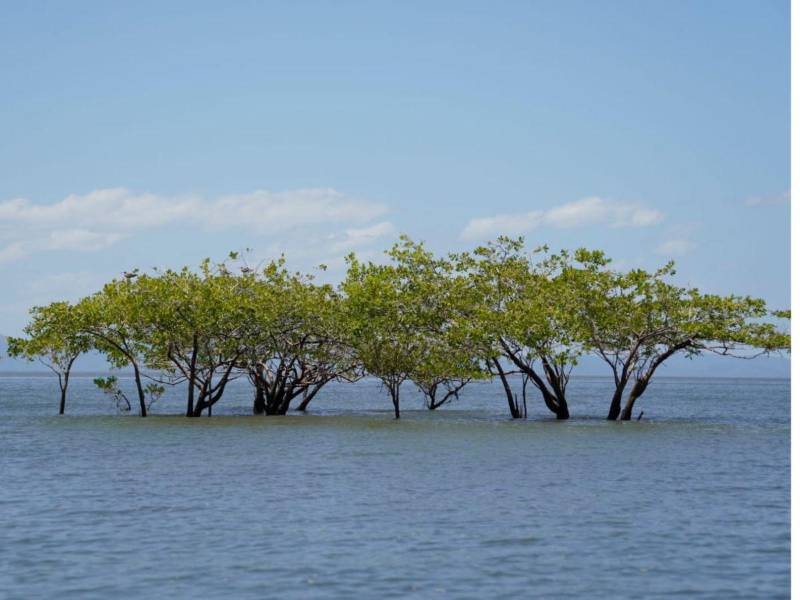 Seguros Verdes de Davivienda restaura 26 hectáreas de manglar en la región centroamericana
