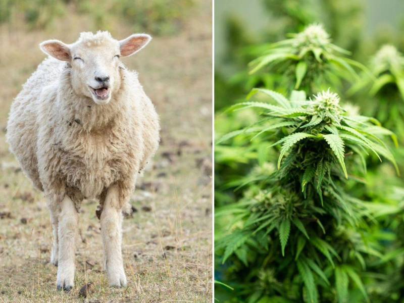 Inundaciones y una fuerte tormenta hizo que un rebaño de ovejas se refugiara en un invernadero en donde se almacenaba marihuana medicinal, al no haber que comer las ovejas se comieron toda una plantación de cannabis, el dueño del rebaño contó cuál fue la reacción que tuvieron.