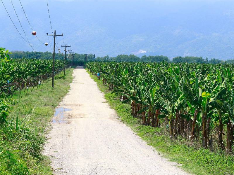 Las tormenta Eta y Iota afectaron las plantaciones de banano en 2020 y este sector, desde entonces, no logró recuperarse.