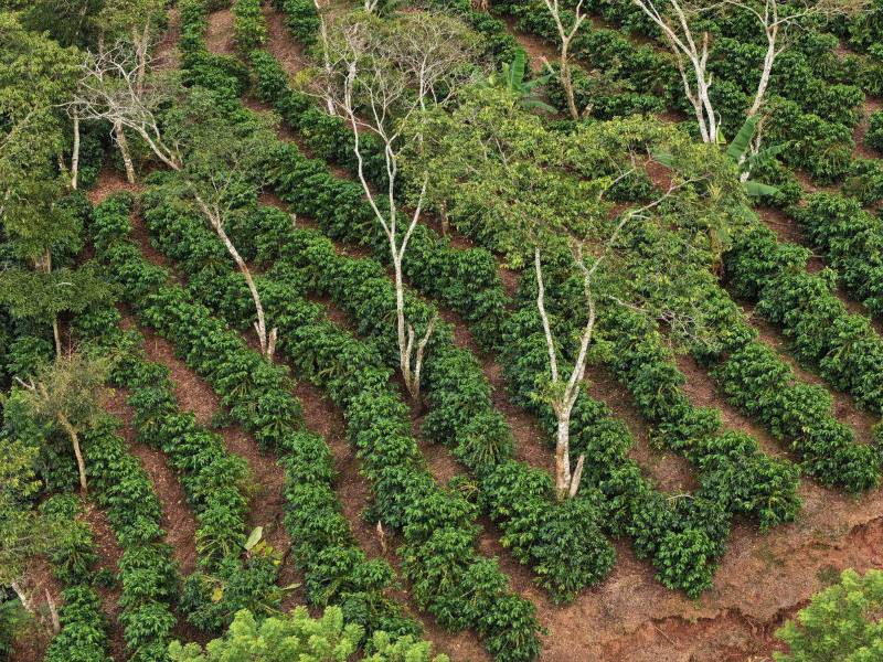 El legado social de la Fundación COHONDUCAFÉ: sostenibilidad y desarrollo