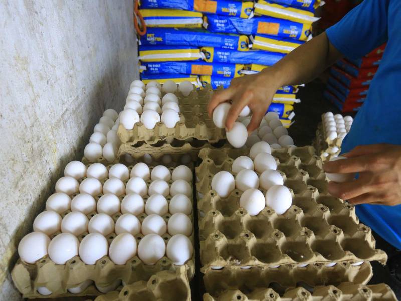 Los huevos se clasifican en cartones pequeños, medianos y grandes; en algunos establecimientos también se comercializan extragrandes.