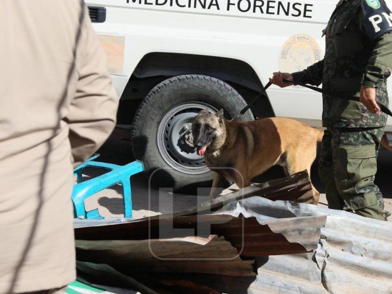 Los canes especializados trabajan junto a rescatistas en una carrera contrarreloj entre los escombros de Villa Nueva.