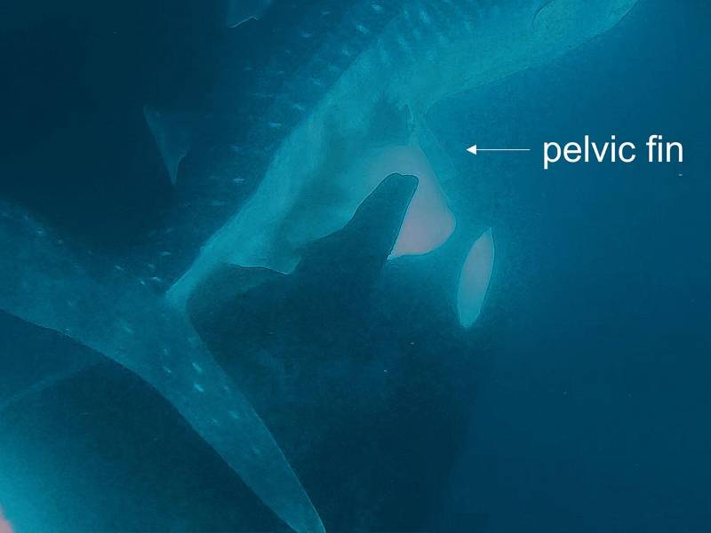 Orca muerde la aleta pélvica de un tiburón ballena. A menudo se desangran tras ser mordidos por una orca. (James Moskito)