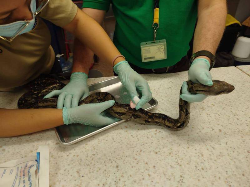 Estudiantes de biología curan las heridas de César, la boa rescatada en Unah-Cortés.
