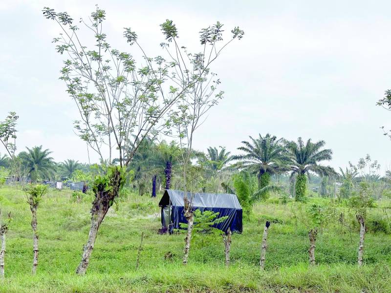 Decenas de habitantes de Quebrada de Arena, entre hombres, mujeres y niños, han instalado un campamento provisional en la entrada a las plantaciones de palma africana que defienden, en el que permanecen desde el 24 de diciembre.
