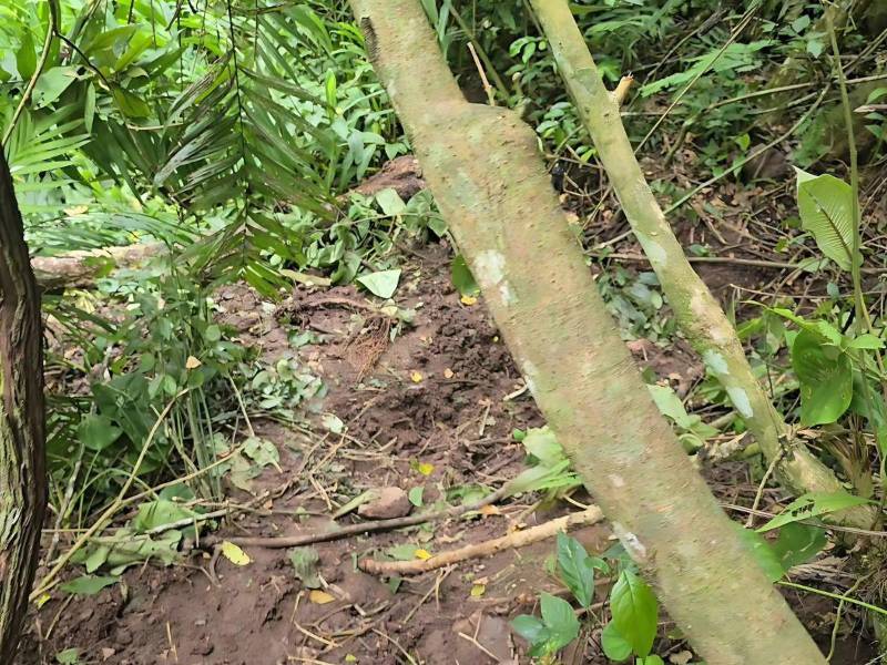 Los cuerpos fueron encontrados en avanzado estado de descomposición.