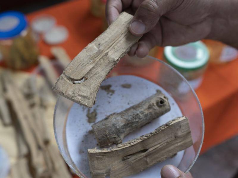 El IHCAFE conserva y analiza muestras de grillo indiano del café recolectadas en diversas fincas y regiones cafetaleras del país, como parte del monitoreo y estudio de esta plaga emergente