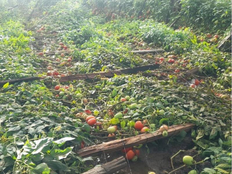 Edy Maradiaga, productor de tomate y chile, perdió todos sus cultivos durante las tormentas de 2020.