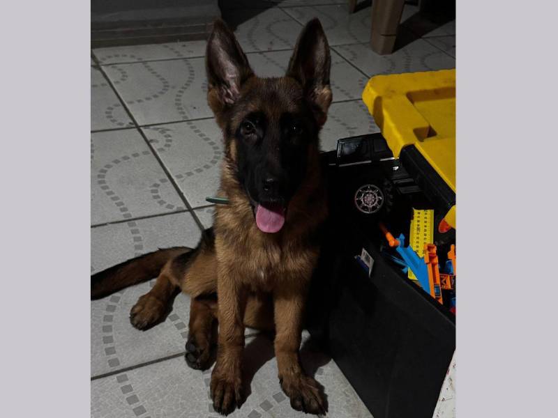 Foto de Akira, la perrita que se encuentra extraviada.