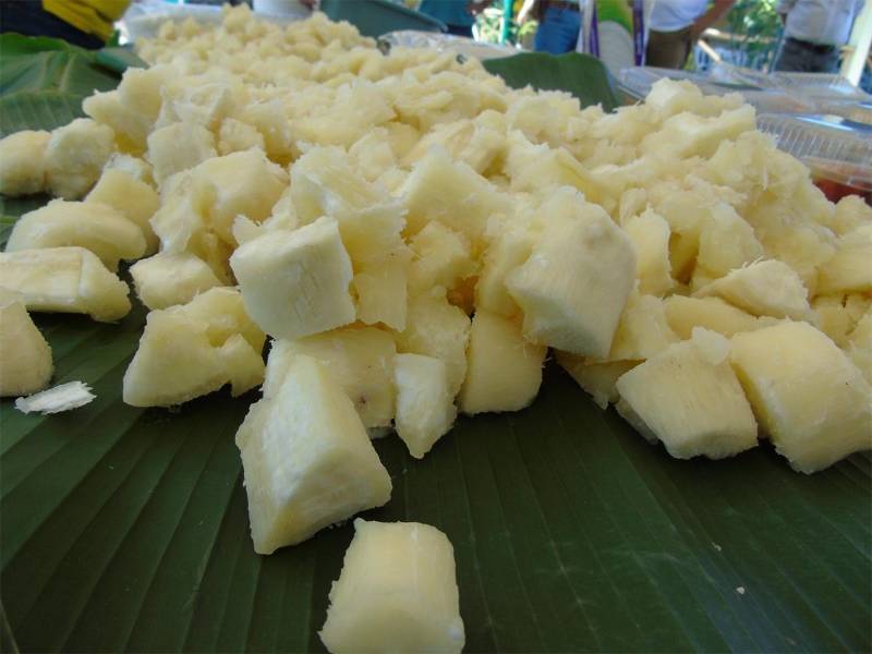 Las variedades de yuca prometen transformar la agricultura del país.