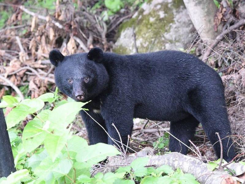 Los osos autóctonos del archipiélago japonés son el “Ursus thibetanus japonicus”.