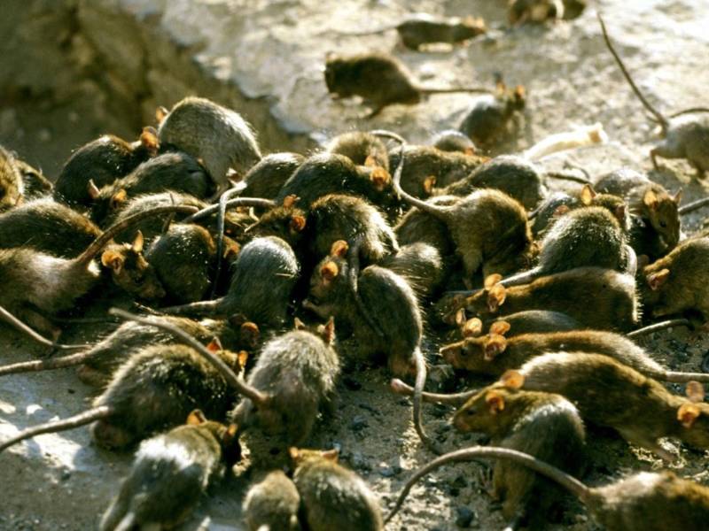 Las ratas se han convertido en un problema para los ciudadanos de Nueva York.