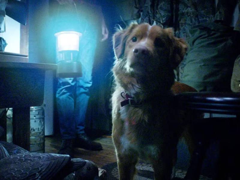 Un perro es nominado en la categoría Mejor Actor