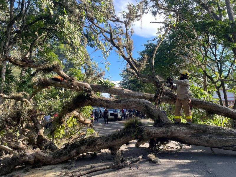 Se reportó la caída de un árbol en La Joya.
