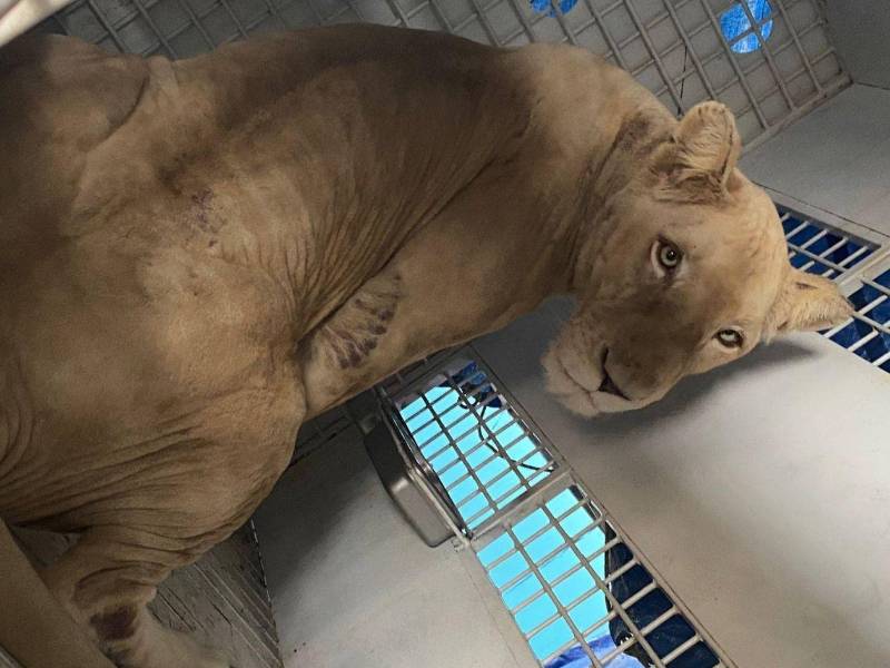 Ocho grandes felinos que durante años permanecieron fuera del ojo público dejaron Honduras este día, en un movimiento histórico que ha despertado curiosidad y múltiples interrogantes sobre su destino y las razones detrás de su traslado.