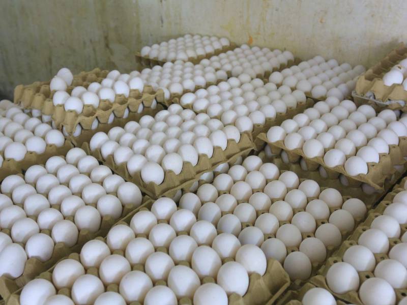 Pese al incremento de precios, varias bodegas de huevos mantienen un buen abastecimiento en San Pedro Sula.