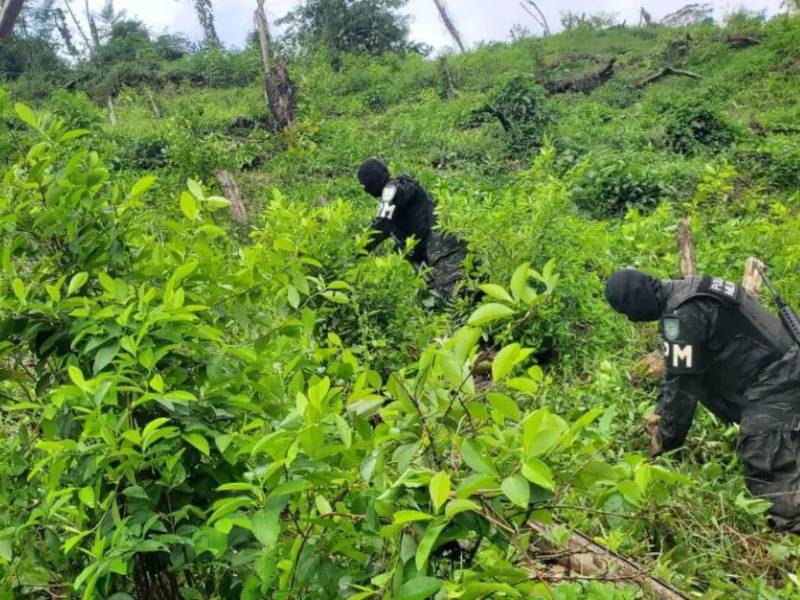 En una operación en Colón, las FF. AA. aseguraron una plantación de aproximadamente 33 mil plantas de supuesta hoja de coca en una zona montañosa de Bonito Oriental.