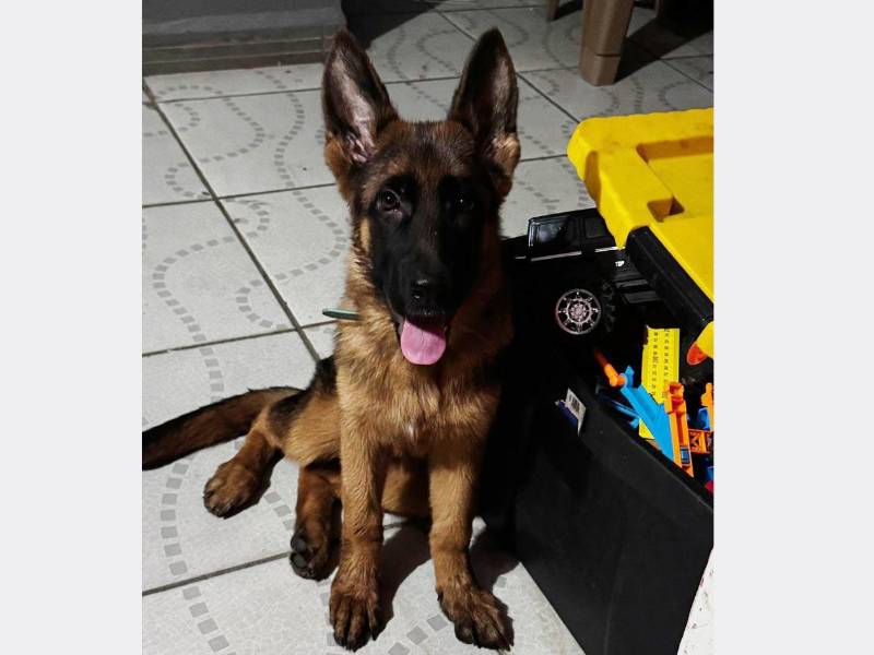 Foto de Akira, la perrita que fue robada en el barrio Guadalupe.