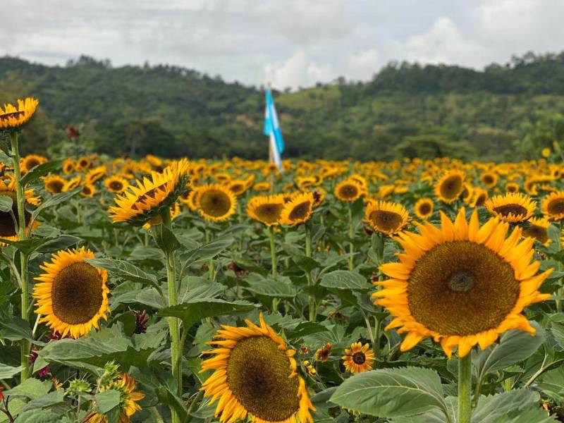 Estos girasoles se marchitarán una vez que pase la semana morazánica pues abrieron sus petalos recientemente.