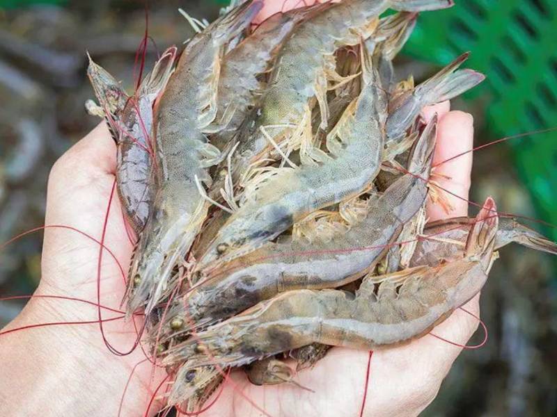 Crecen exportaciones de camarón hondureño en 2025.