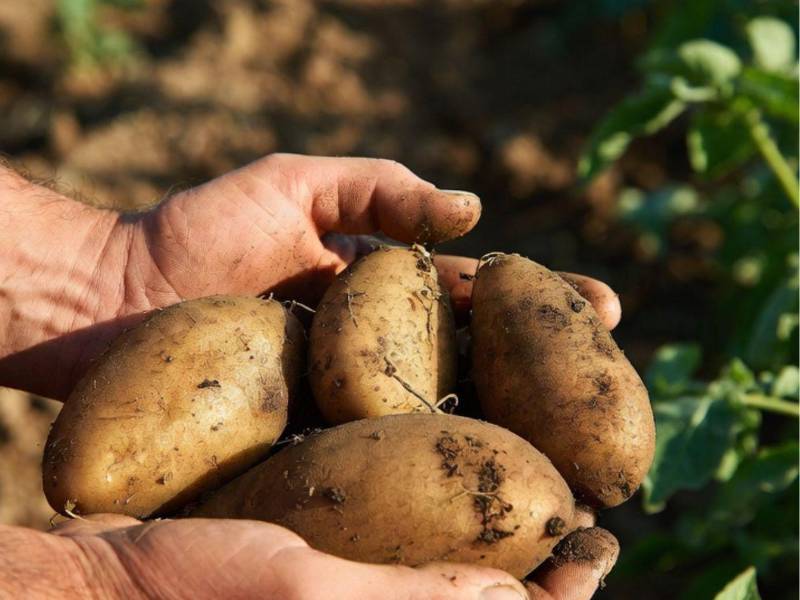 Los productores de papas de Intubucá han sido afectados este año por las condiciones climáticas, plagas, importaciones y aumento de los costos de producción.