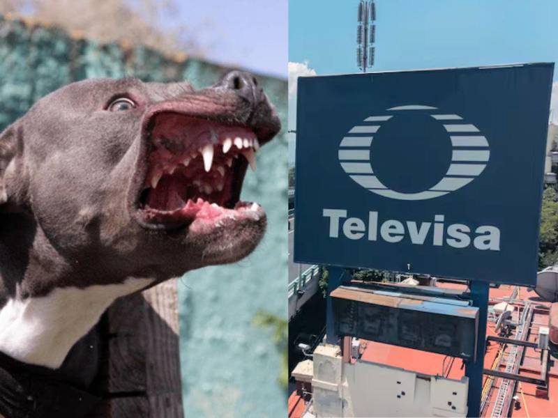 La actriz y conductora de televisión habló sobre el ataque que sufrió de un pitbull.