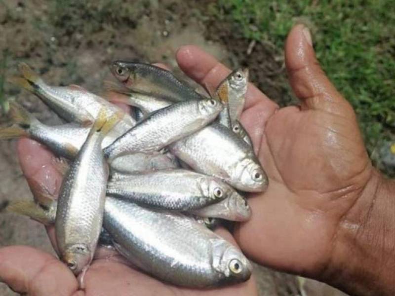 Este suceso tiene lugar durante el inicio de la temporada de lluvias, generalmente entre los meses de mayo y junio, en el departamento de Yoro.