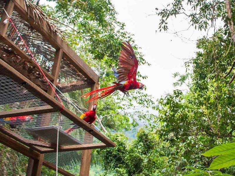 Una de las ocho guacamayas rojas liberadas este viernes en la cuenca del río Cangrejal, en La Ceiba.