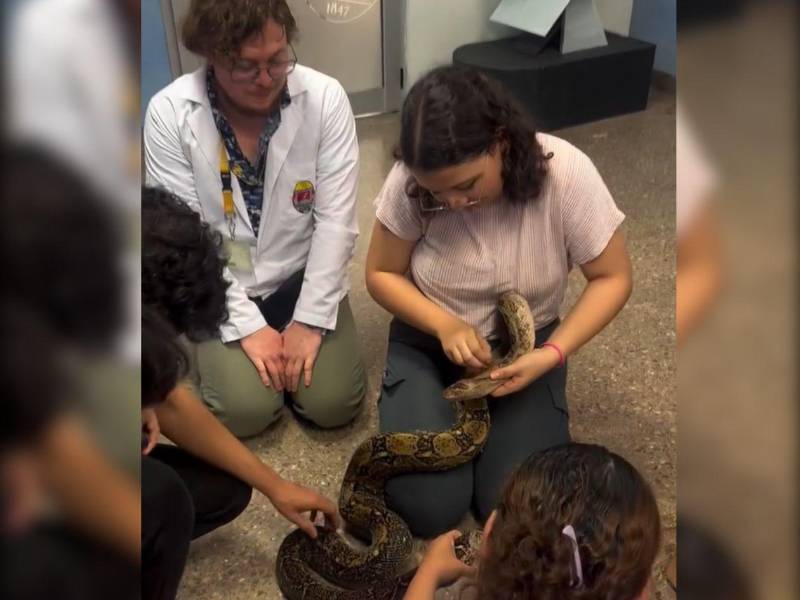 Estudiantes de biología cuidan a una de las boas constrictoras que rescataron.