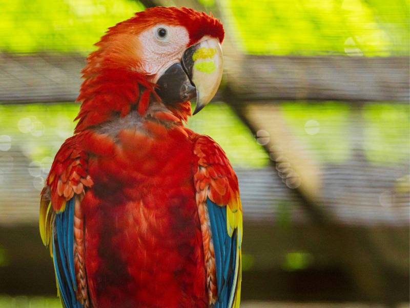 Copán se prepara para vivir uno de sus eventos ambientales más esperados: la 13ª Liberación de Guacamayas Rojas, una actividad que une conservación, turismo, educación ambiental y orgullo nacional.