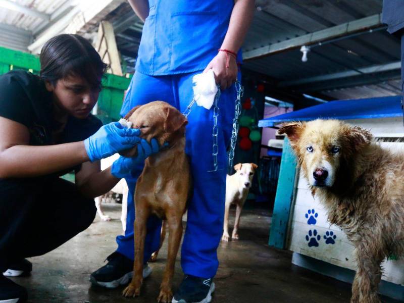 Cada rescate implica cuidados, alimento y gastos que el refugio debe asumir mientras estos animales esperan una familia.