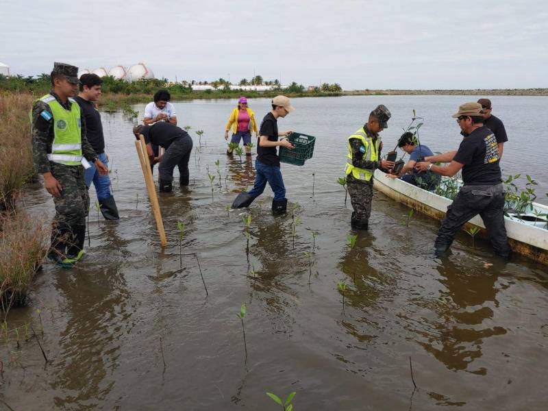 Entre el lodo de la laguna de Centeno, voluntarios siembran manglares para recuperar la vegetación y devolverle la vida a este ecosistema de Omoa.