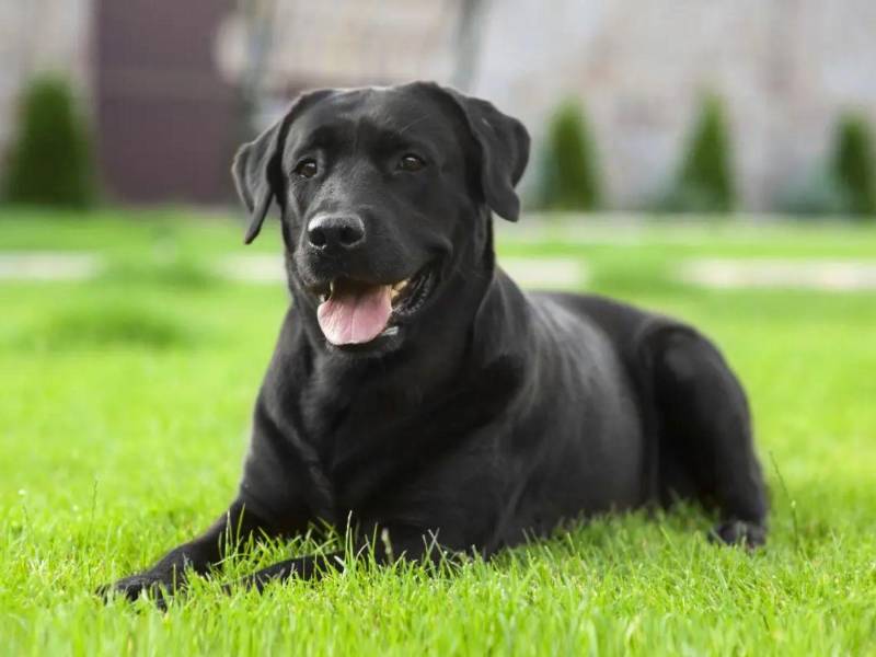 Los perros negros son más vulnerables al calor. Tome precaución.
