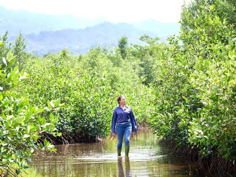 La laguna de Centeno en Las Salinas, Omoa, comienza a recuperar su vegetación gracias a la siembra de manglares impulsada por Sandra Cardenas y las comunidades de la zona.