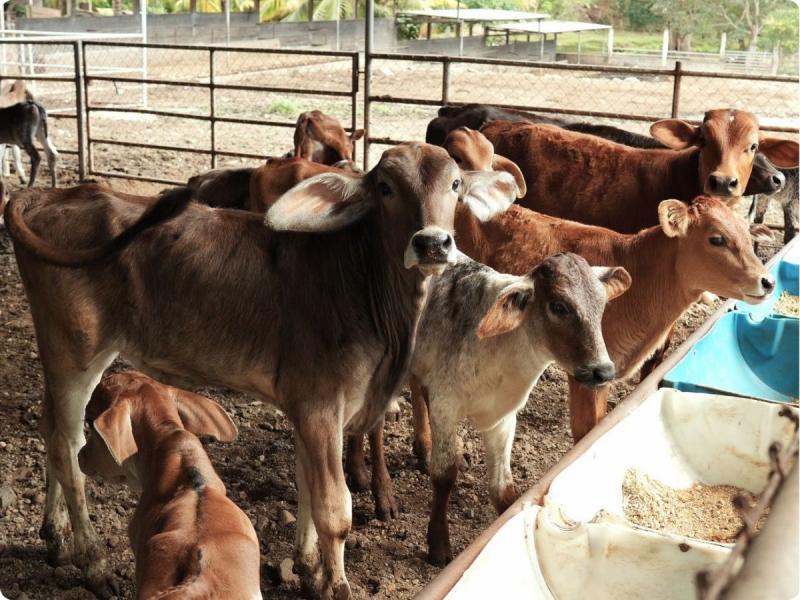 En Honduras, se estima que hay alrededor de 1.7 millones de cabezas de ganado.