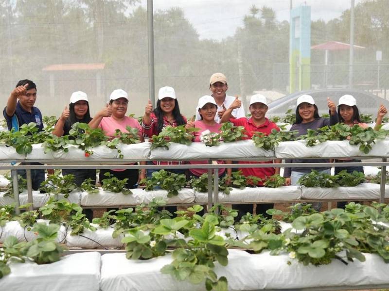 Jóvenes de Chinacla lideran el primer cultivo semi-hidropónico de fresa con apoyo de la SAG.