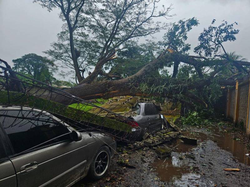 En la colonia Prieto cayó un árbol que derribó un muro y dañó dos automóviles en el bulevar hacia El Zapotal.