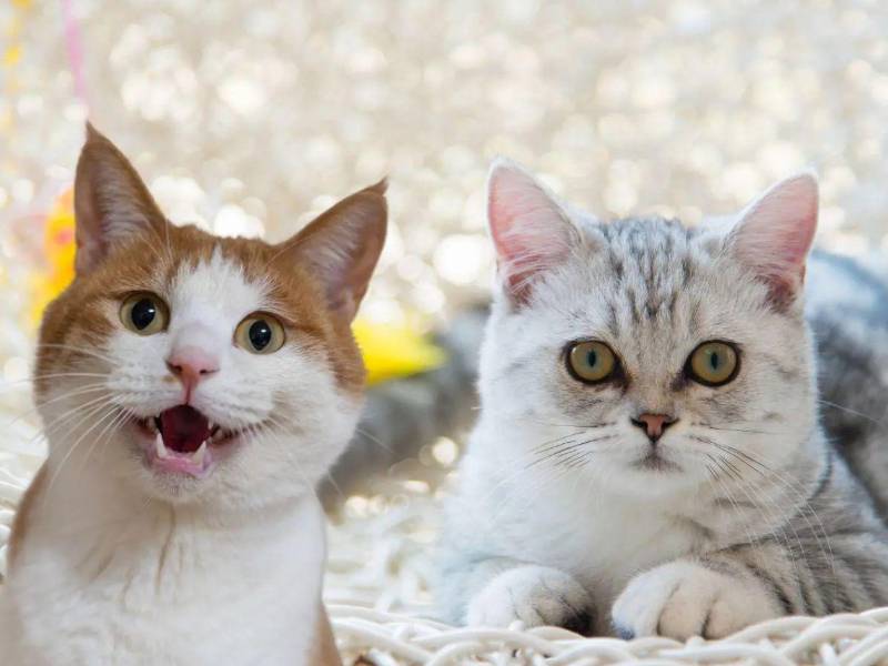 Hospital El Tórax prohíbe alimentar a los gatos: esta es la razón