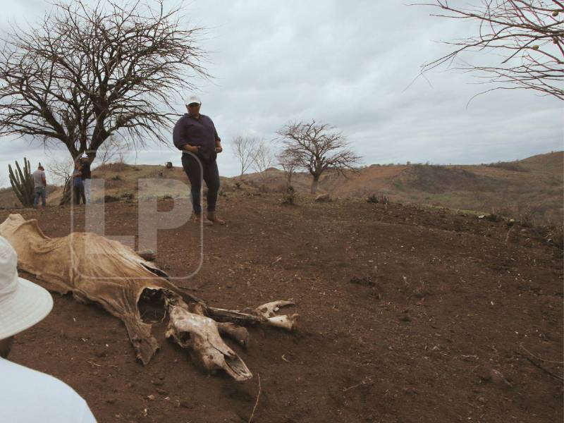 Unas 1,800 familias están afectadas solo en Alubarén, mientras en Curarén autoridades estiman que entre 70% y 80% de la población de las zonas más golpeadas enfrenta inseguridad alimentaria.