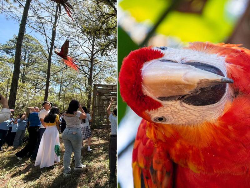 La cuarta liberación incorpora nuevos ejemplares criados en Macaw Mountain y refuerza un proceso de conservación que involucra a comunidades y estudiantes de Lempira.