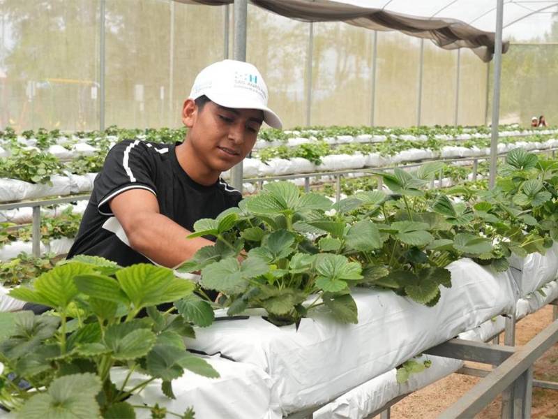 El equipo técnico de la SAG brinda acompañamiento continuo a los jóvenes productores.